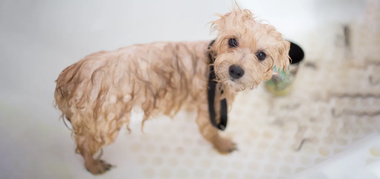 szczeniak po kąpieli wysuszony