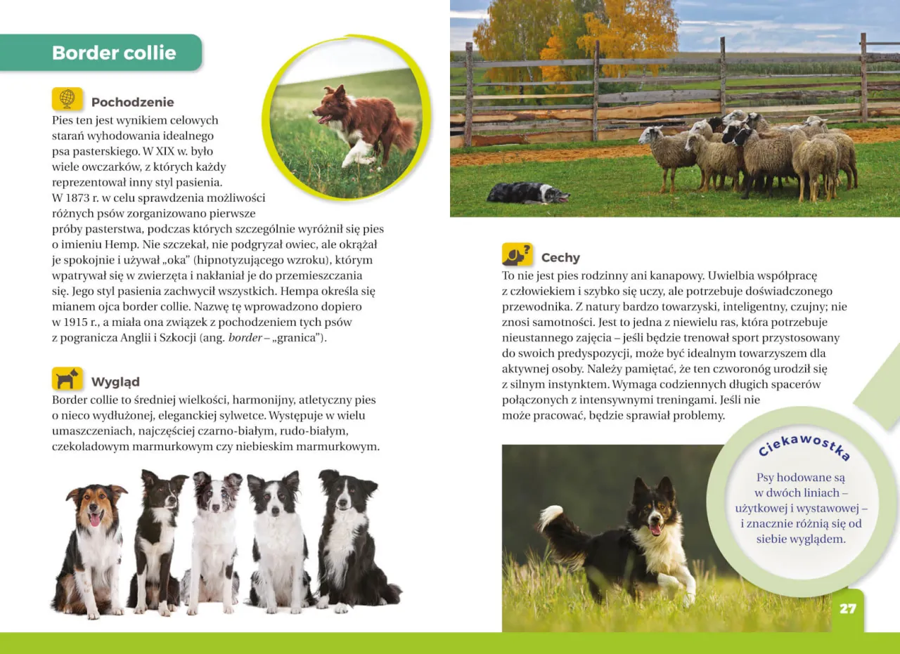 dziecko czytające atlas psów, różne rasy psów dla dzieci