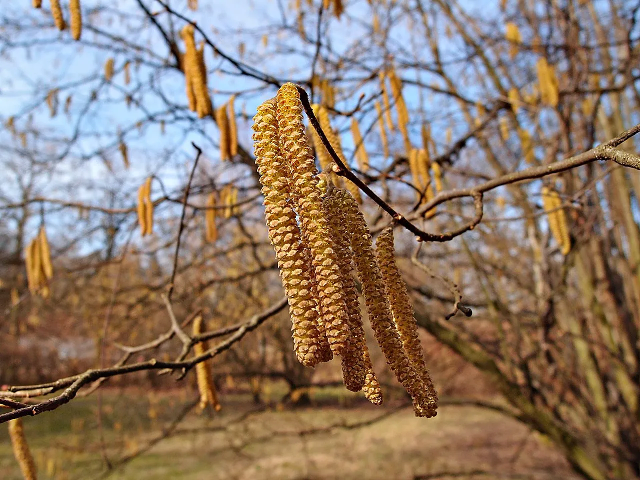 Delikatne kotki orzecha laskowego zwisają z gałęzi, oznajmiając, jak kwitnie orzech laskowy.