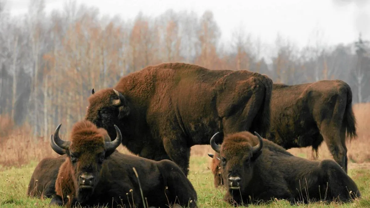 Białowieski Park Narodowy krajobraz żubry