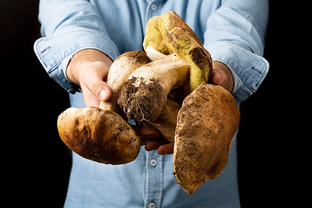 variedad de setas comestibles para cocinar boletus níscalos portobello
