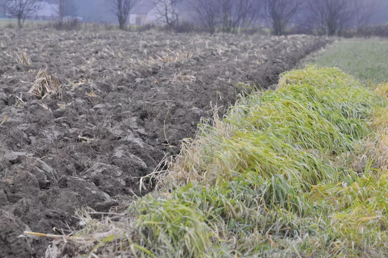 Zoraniana ziemia obok zielonego ładu, kt&oacute;ry wprowadza życie.