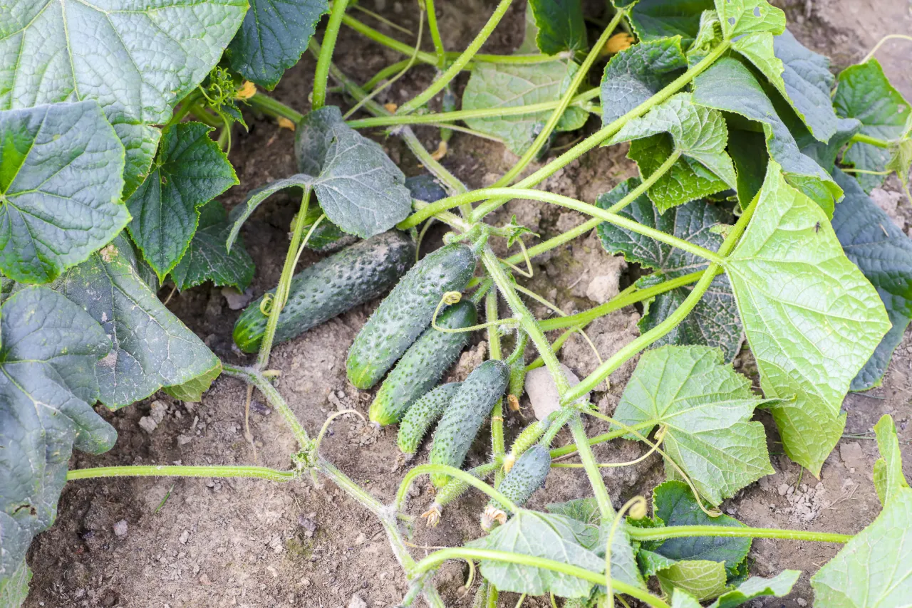 Dobre sąsiedztwo dla ogórków