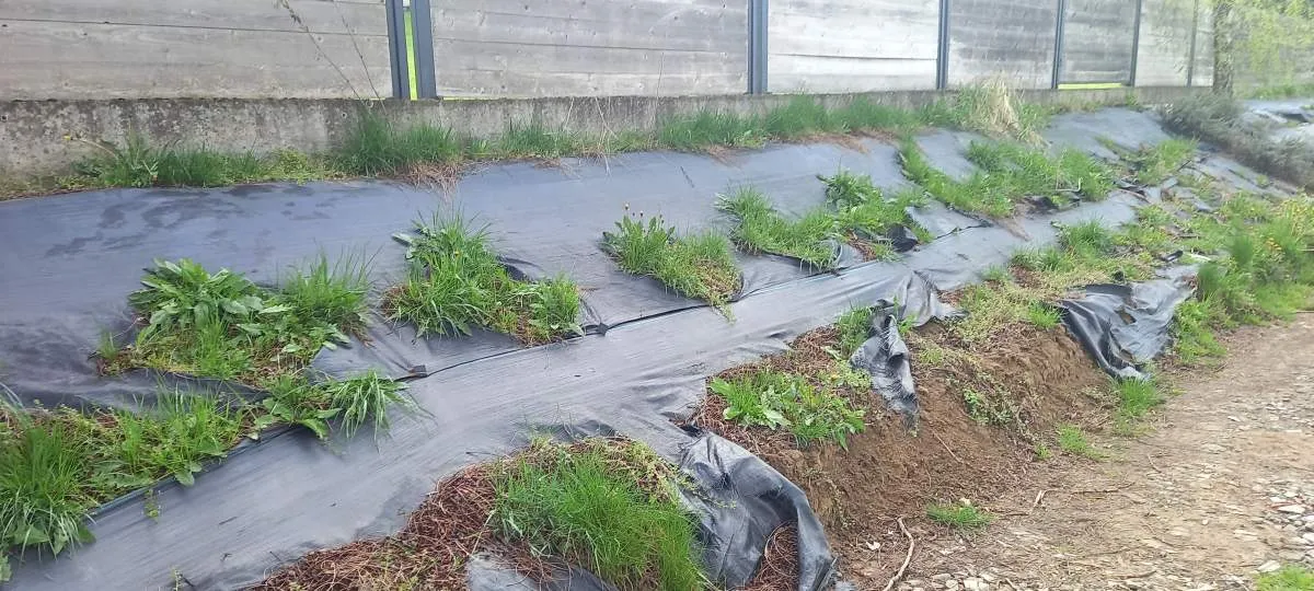 Ściółkowanie ogrodu agrowłókniną