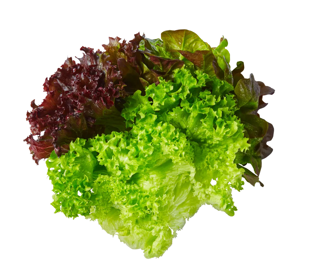 Bunter Salat mit Lollo Rosso