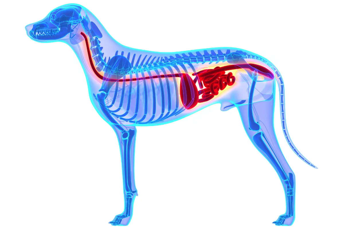 Układ trawienny psa schemat