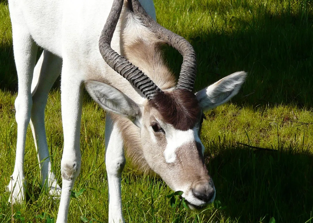 Śląski Ogród Zoologiczny zwierzęta