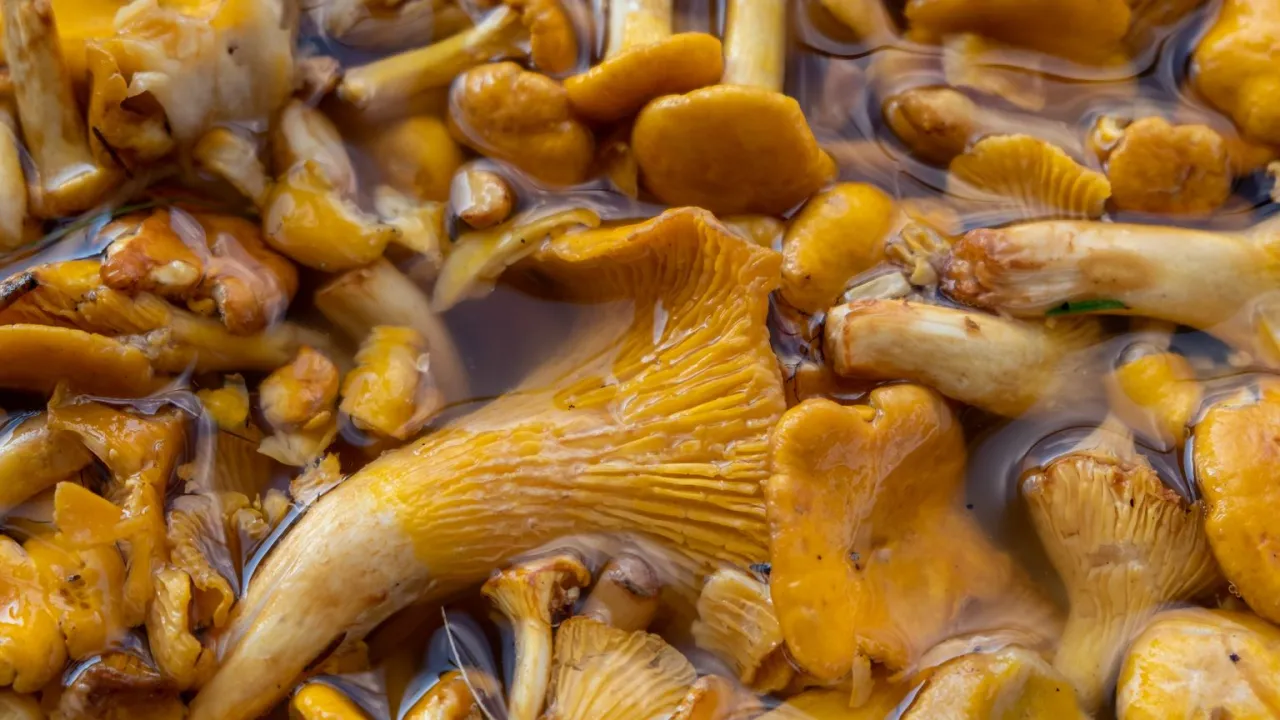 blanszowanie grzybów krok po kroku