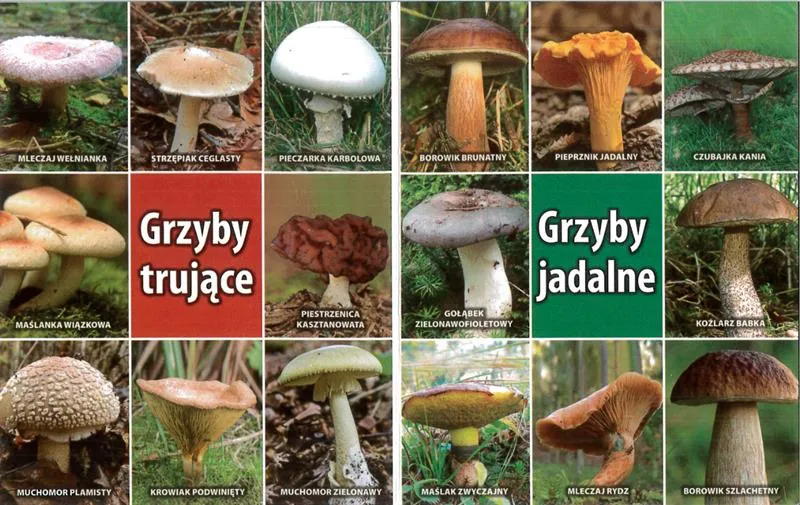 Jadalne grzyby Pomorza Zachodniego