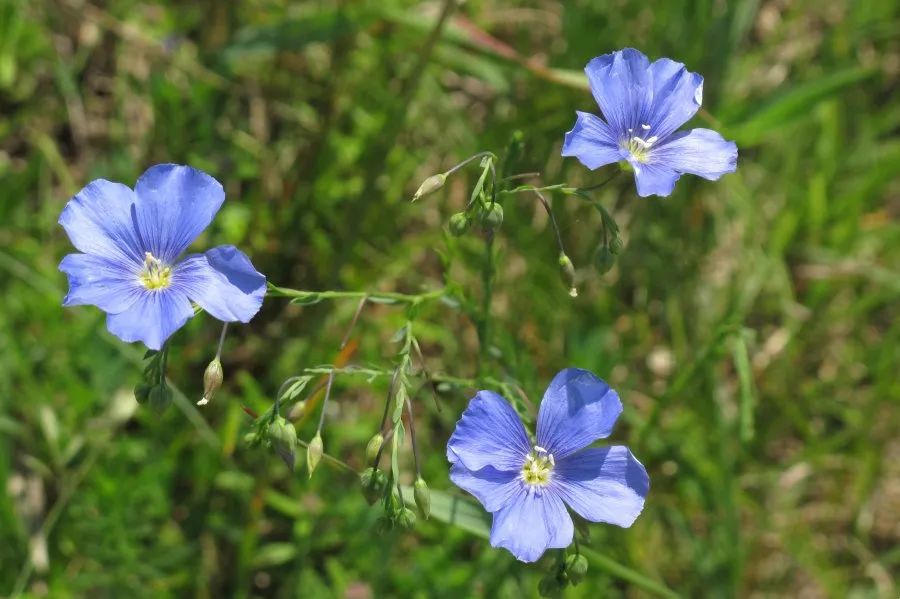 r&oacute;żne kolory kwiat&oacute;w lnu