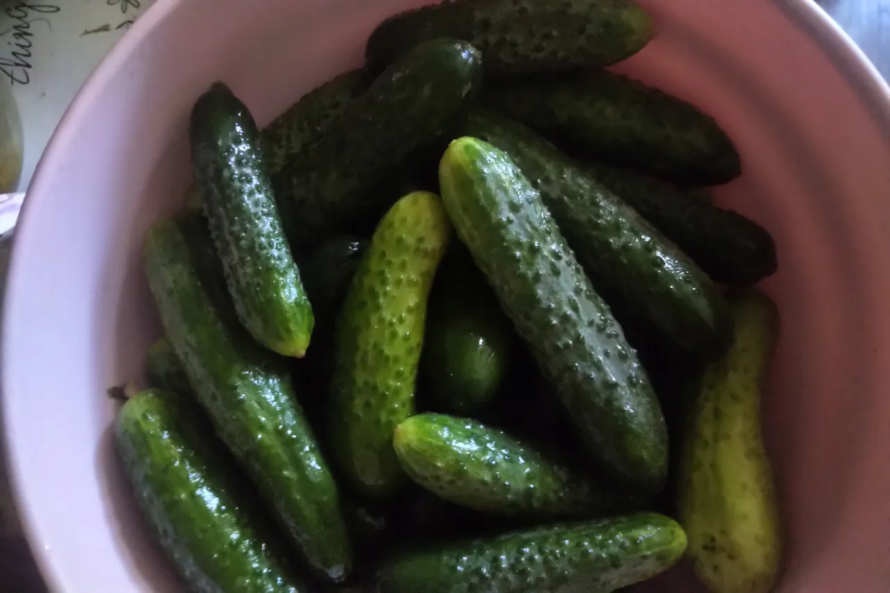 Świeże ogórki gruntowe do kiszenia