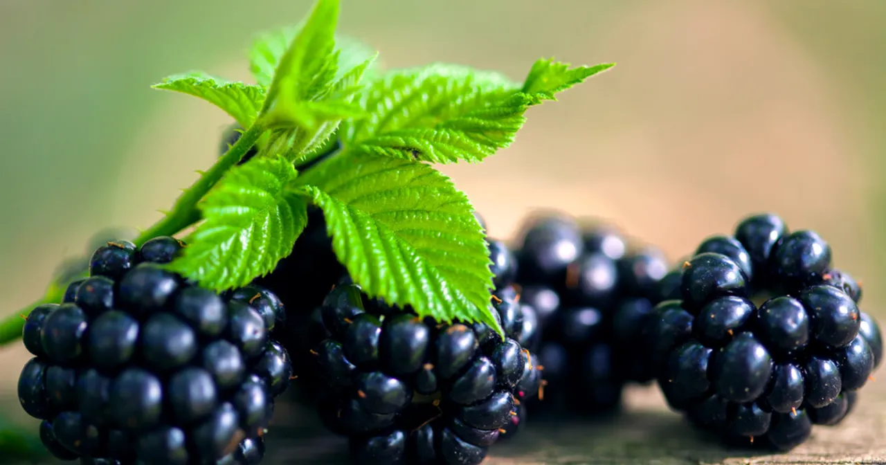 jeżyny leśne i jeżyny ogrodowe porównanie