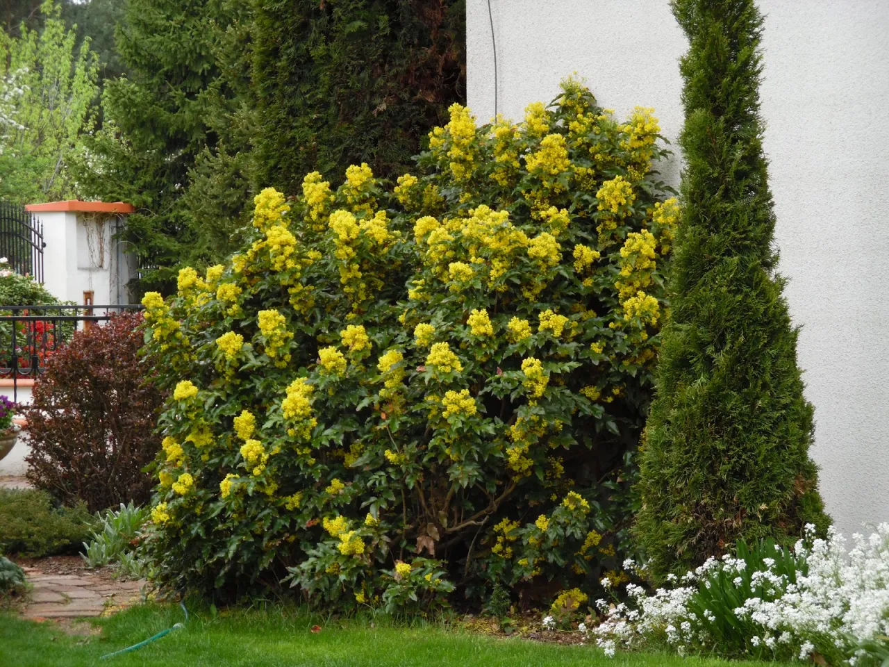 Gotowe kompozycje z mahonią