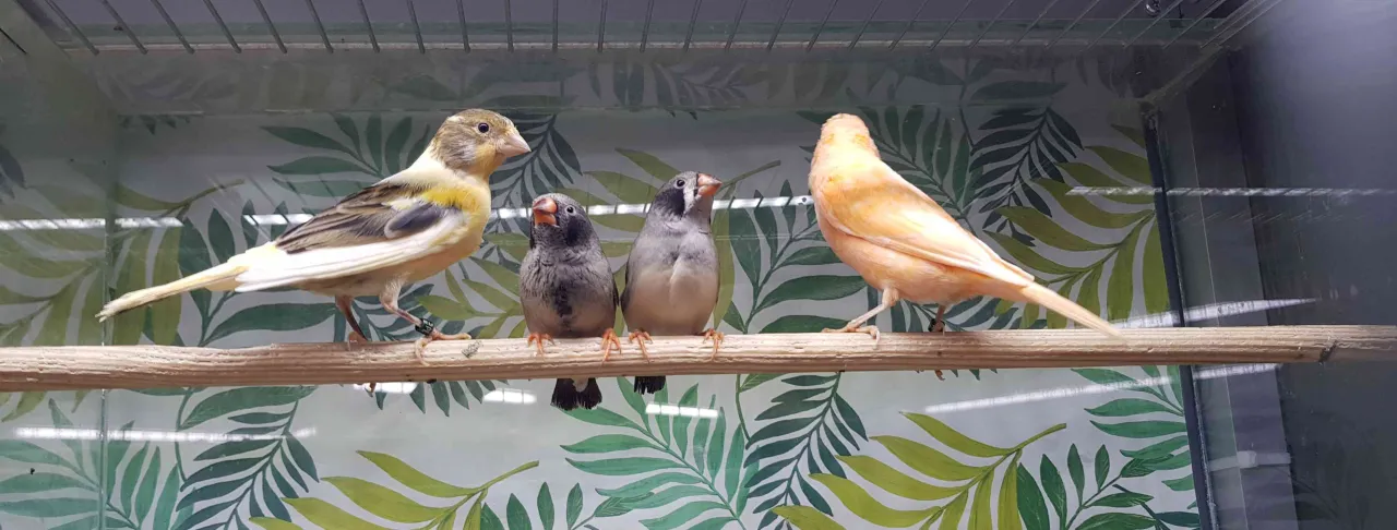 idealne miejsce na klatkę dla kanarka w domu