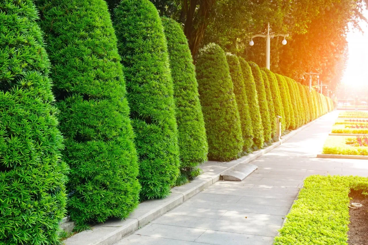 Zimozielony żywopłot alternatywy dla tui