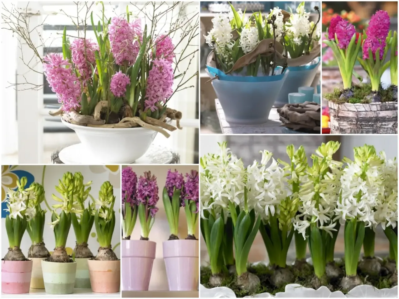 Pielęgnacja hiacynta w doniczce