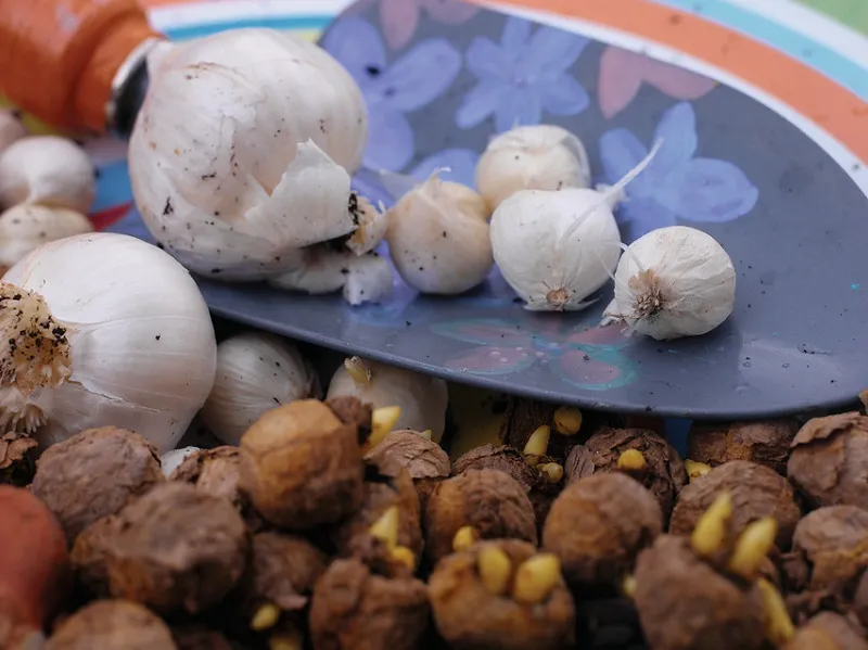 sadzenie cebulek czosnku ozdobnego