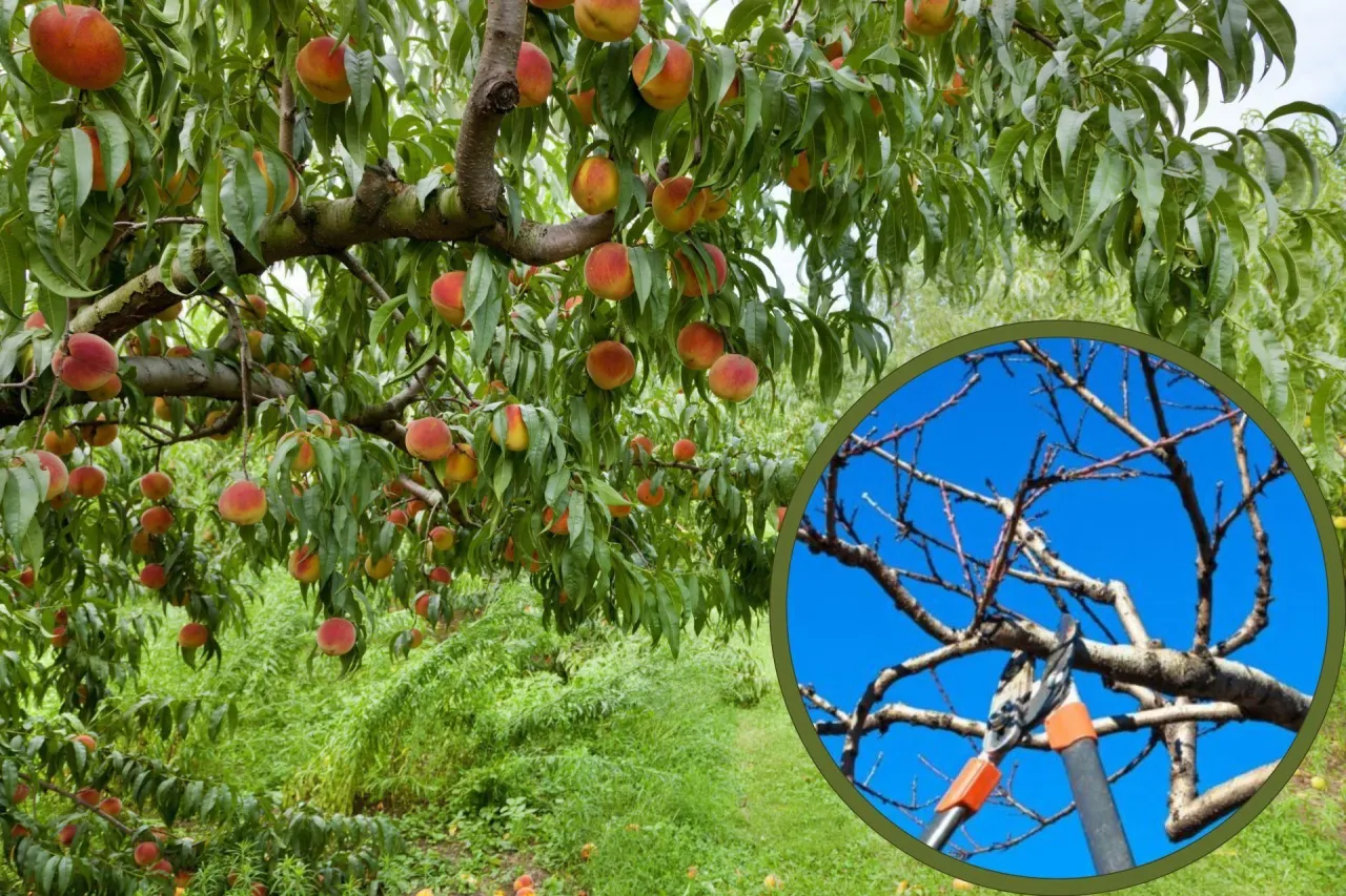 Przycinanie młodej brzoskwini