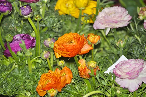 r&oacute;żne gatunki jaskr&oacute;w por&oacute;wnanie