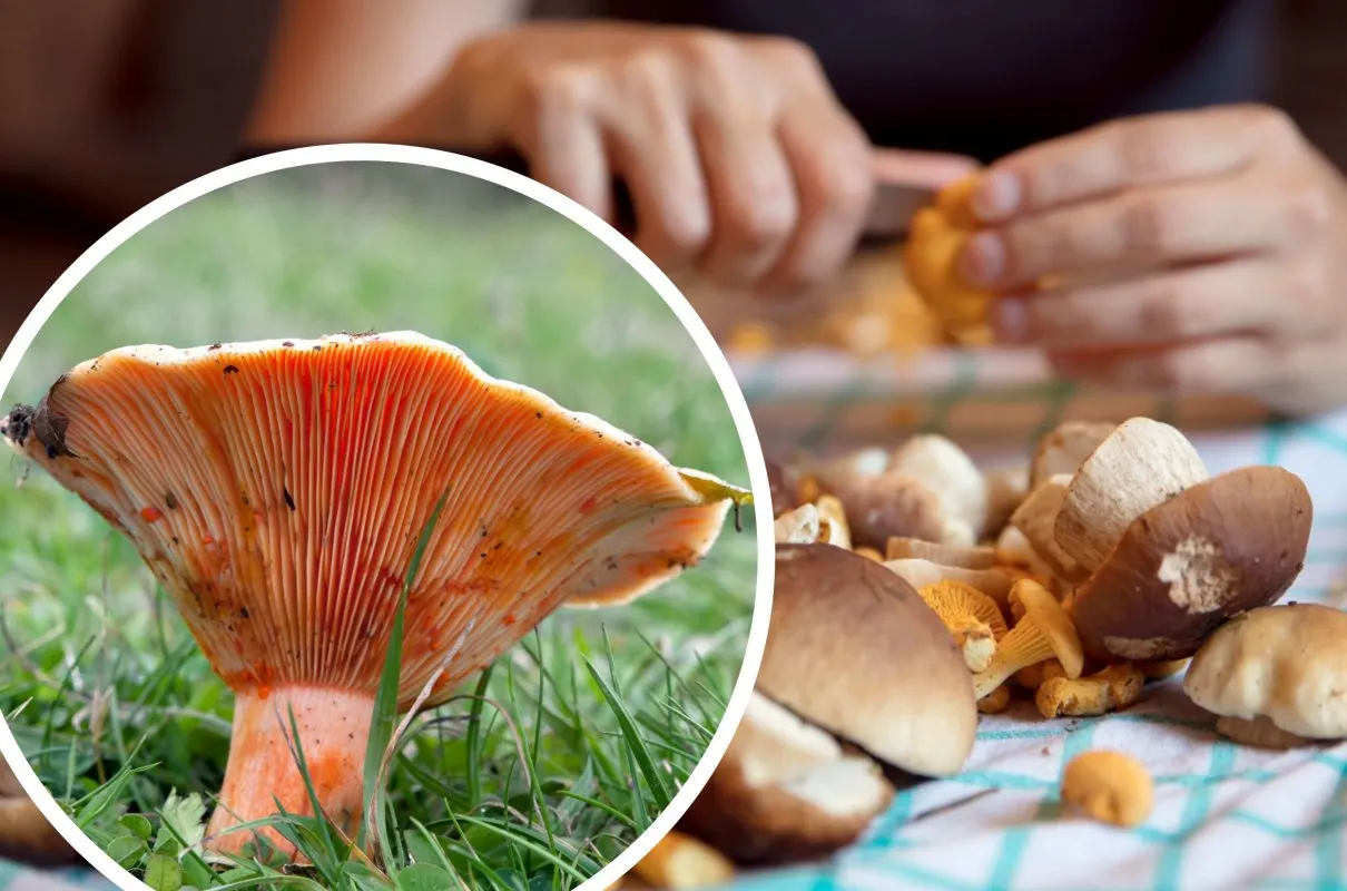 czyszczenie rydz&oacute;w