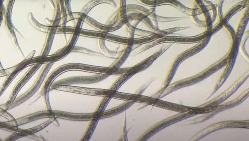 Nicienie entomopatogeniczne pod mikroskopem