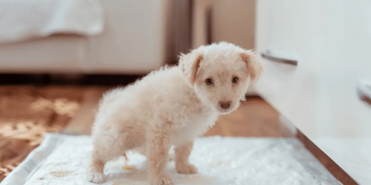 szczeniak gotowy do nauki