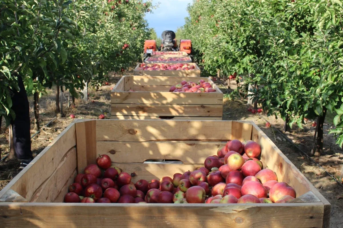 sad jabłoniowy w Polsce zbiory