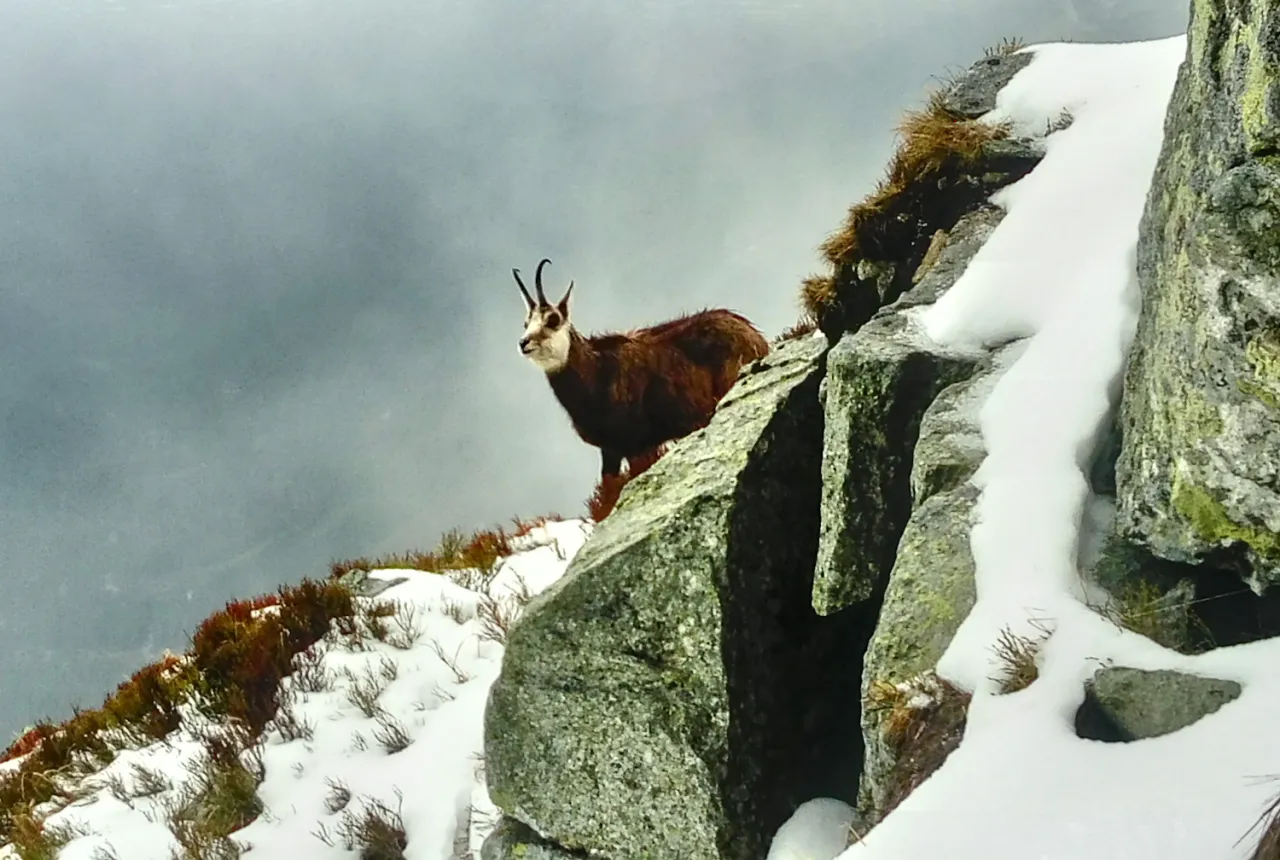 Tatry Słowackie zimą, kozice w Tatrach