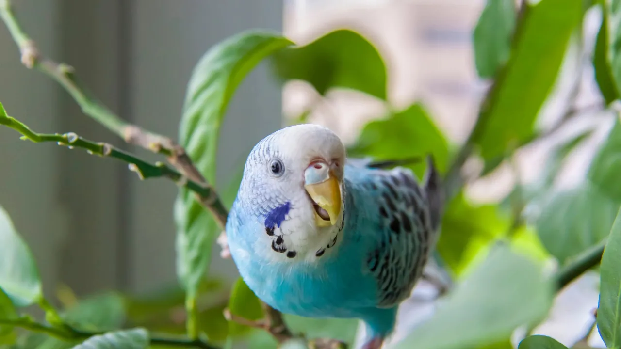 r&oacute;żnorodne warzywa dla papugi