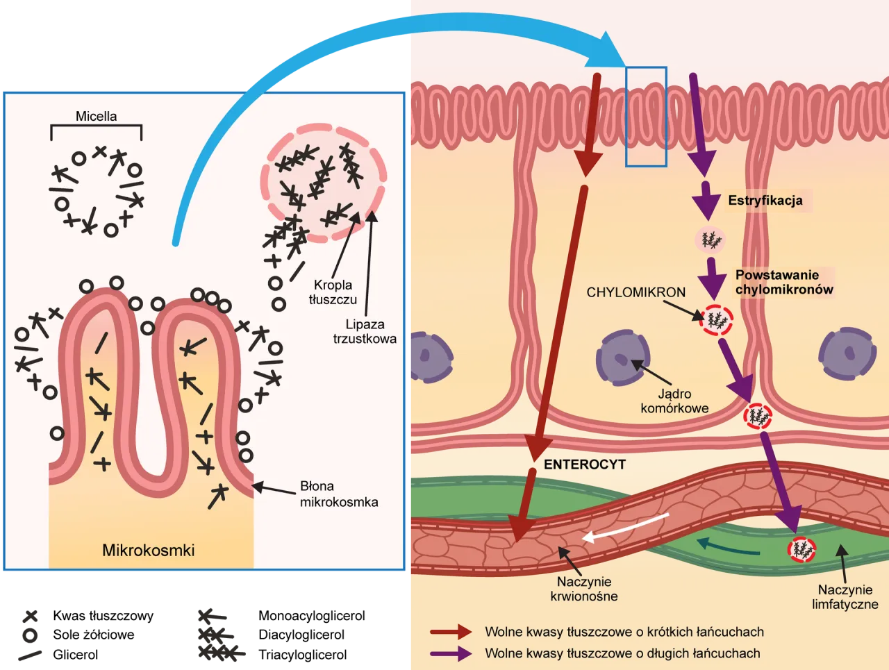 anatomia jelita cienkiego schemat