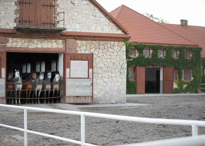 Stadnina Koni Michałów konie arabskie czempioni