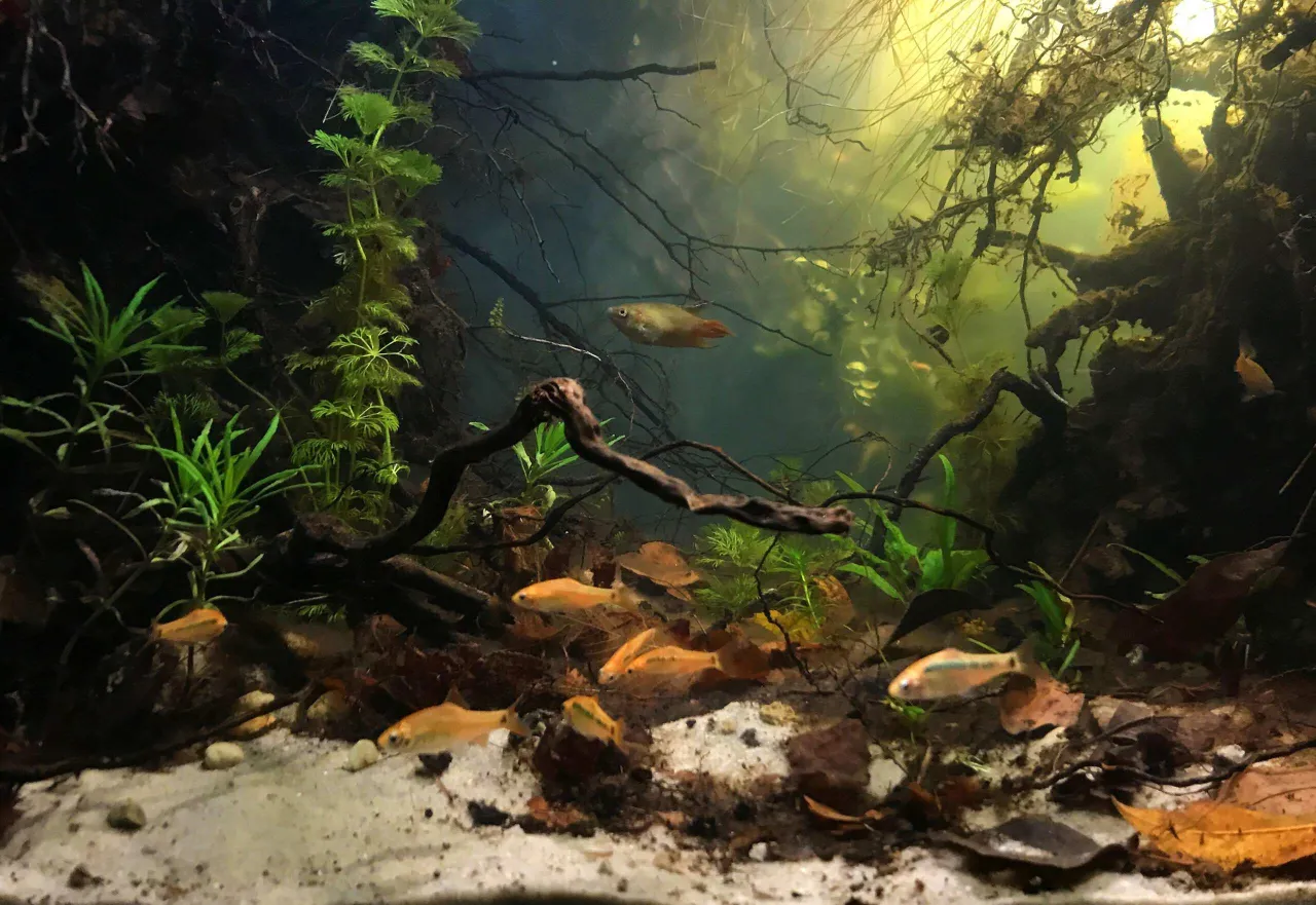 Testy wody akwariowej i ryby w różnych strefach