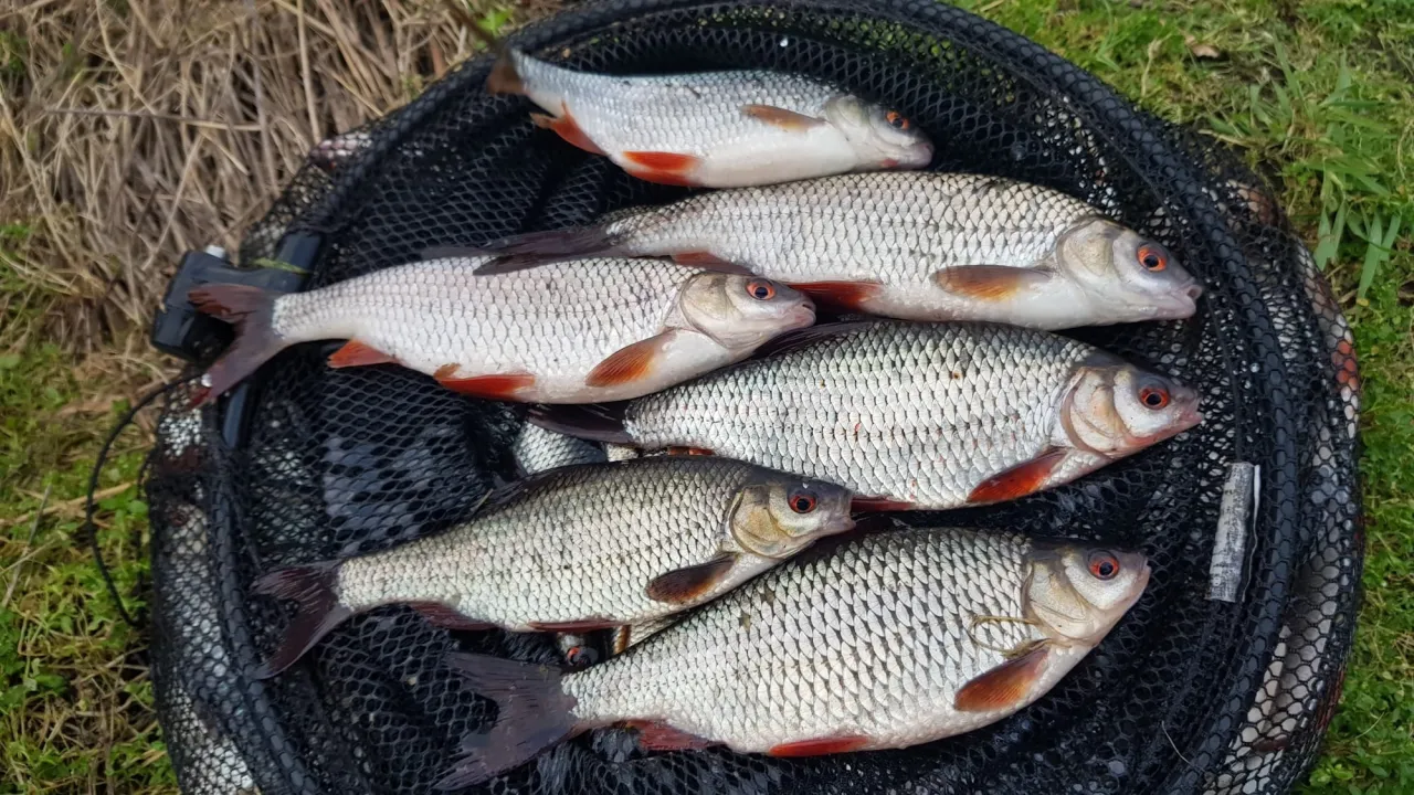 Kilka płoci i okoni w podbieraku. Wędka bolonka do czego służy? Do łowienia takich ryb na spławik.