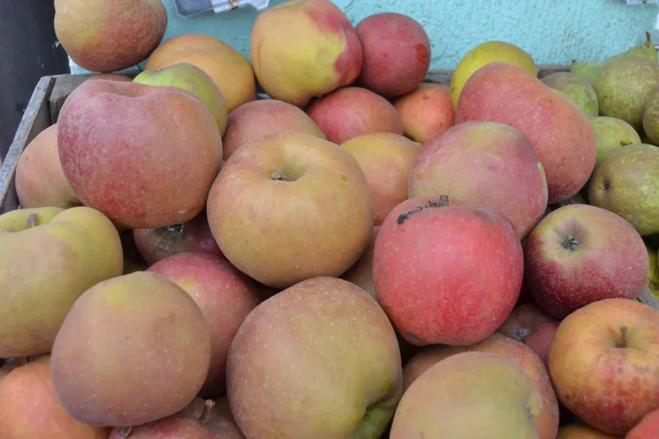 r&oacute;żne odmiany jabłek do szarlotki