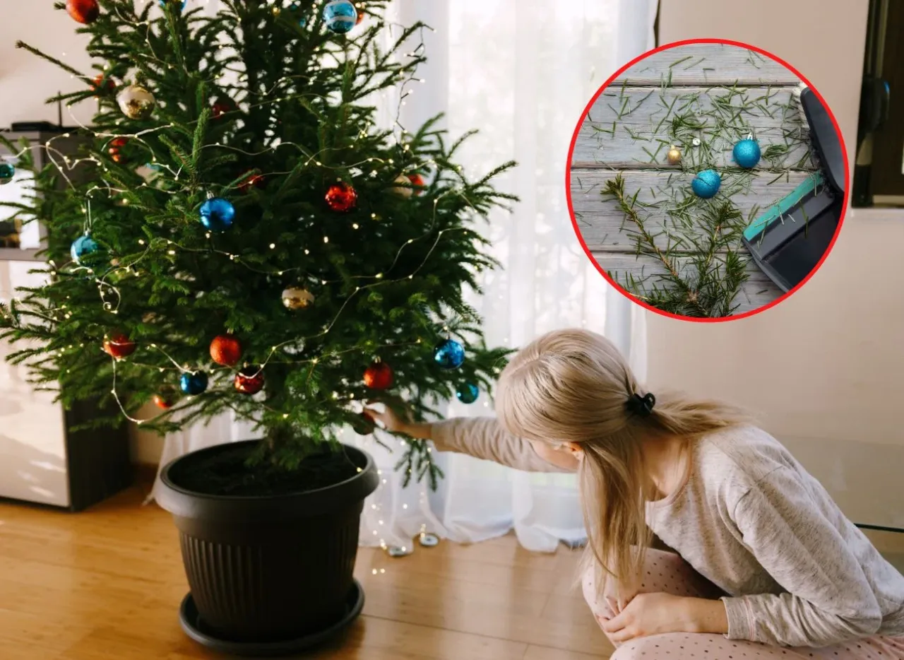 Usychająca choinka w doniczce