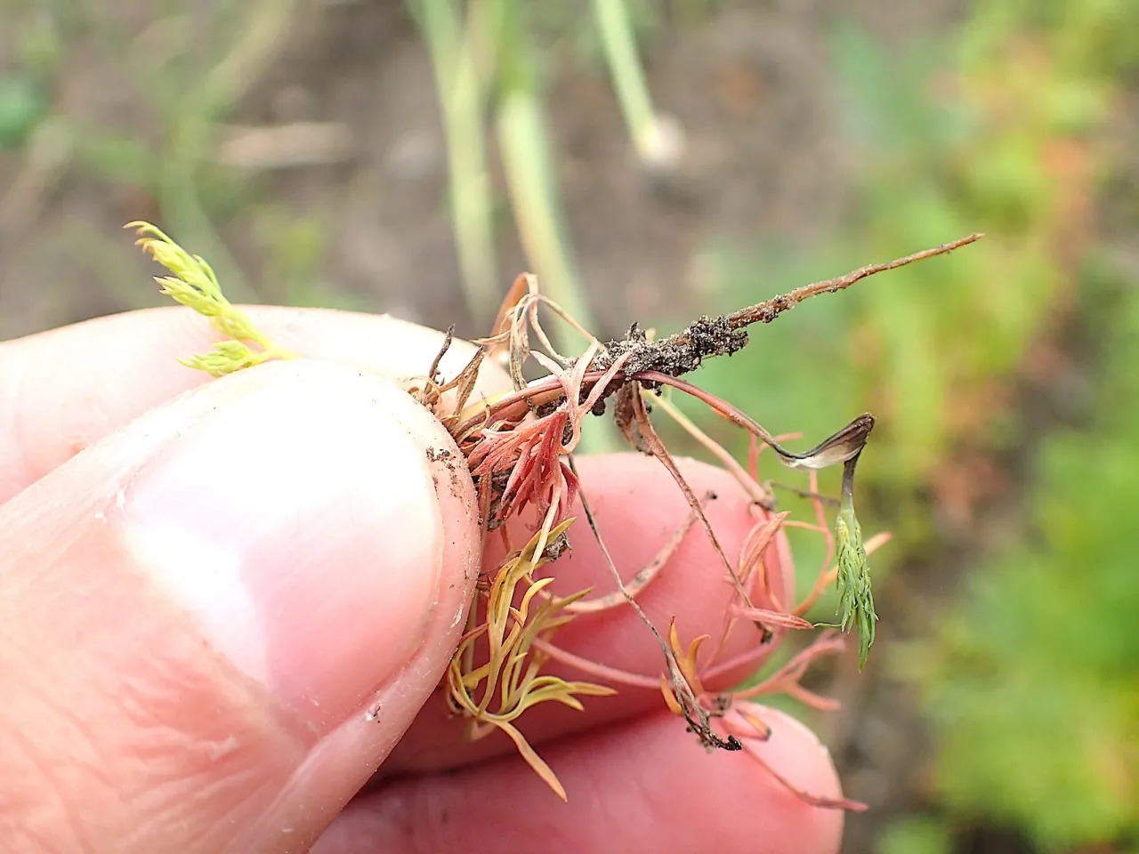 Problemy z uprawą kopru ogrodowego i ich rozwiązania