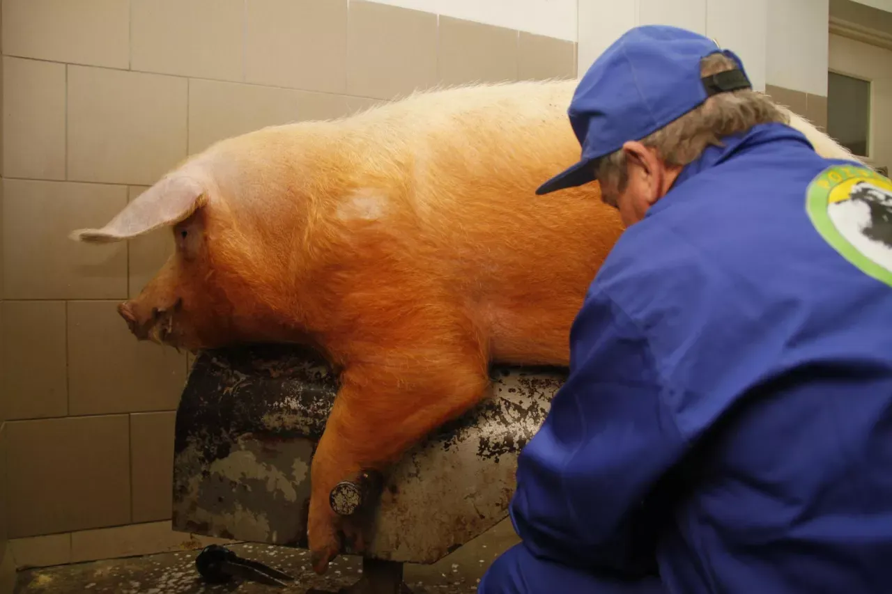 Weterynarz w niebieskim ubraniu wykonuje inseminację świń. Duża, pomarańczowa locha leży na specjalnym stole.