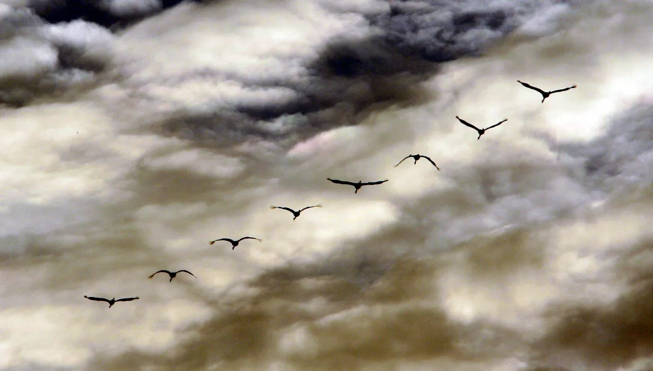 Por&oacute;wnanie formacji lotu ptak&oacute;w: klucz a murmuration