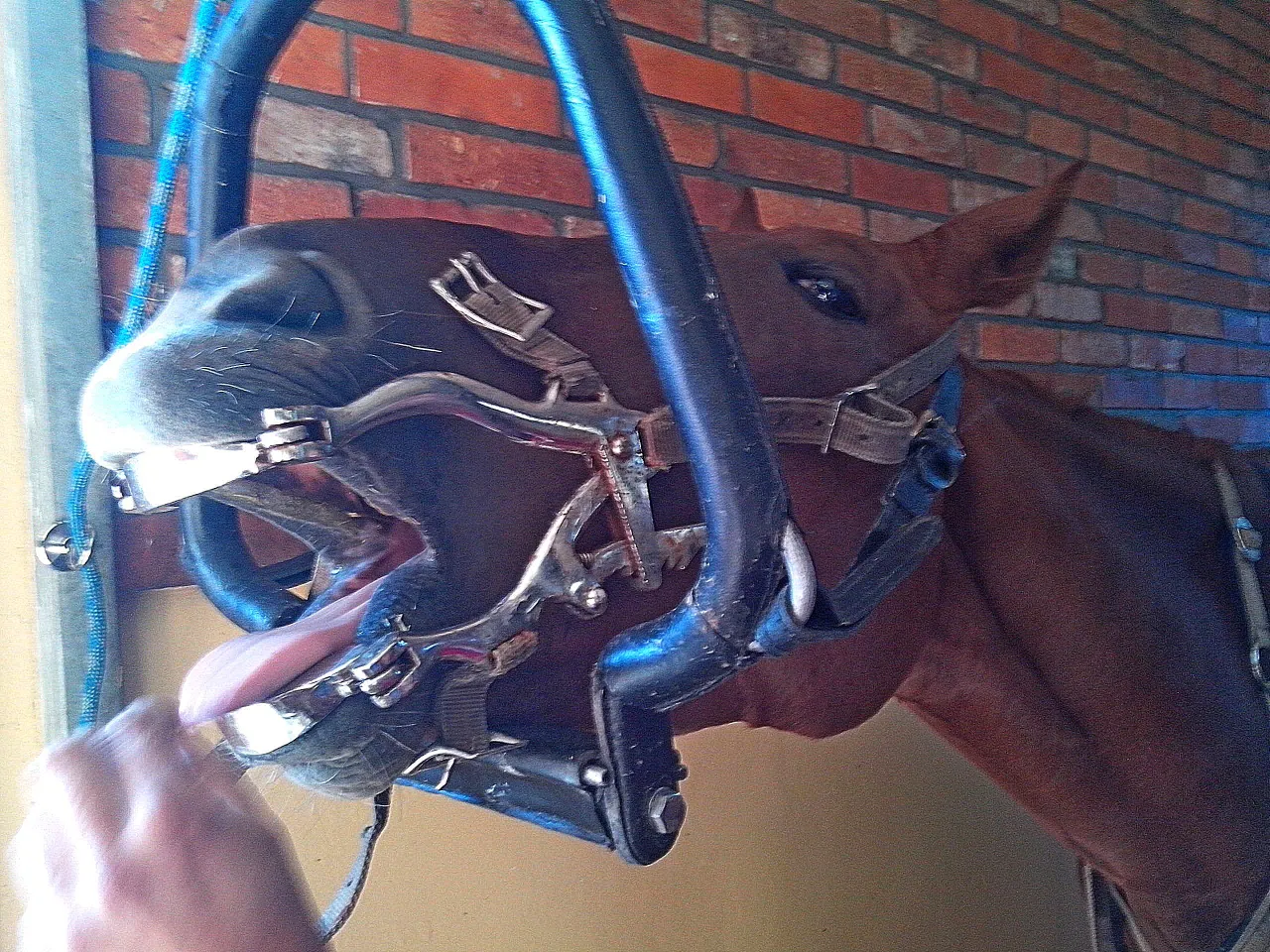 Tarnikowanie zęb&oacute;w u konia