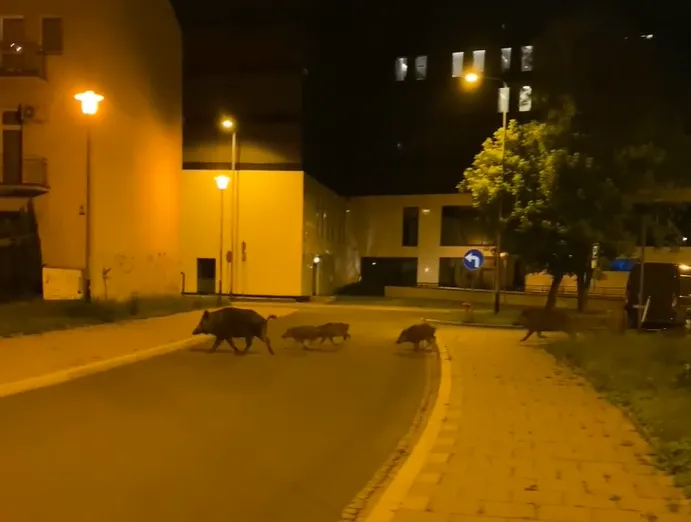 dziki na osiedlu w nocy