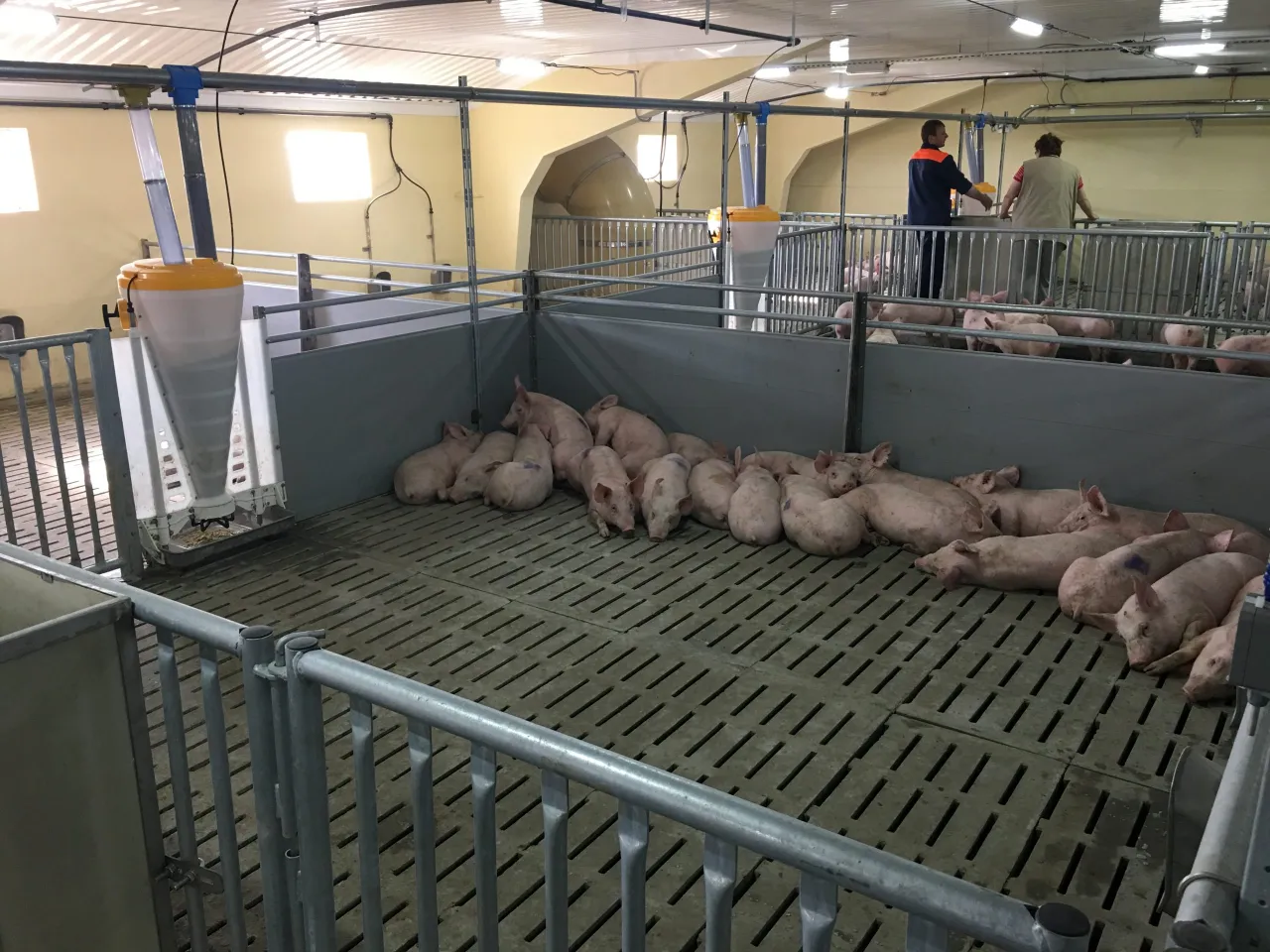 Wielu młodych prosiaków odpoczywa na rusztach. Obok widać automatyczne karmidła, które pomagają w hodowli i pokazują, ile rośnie świnia.