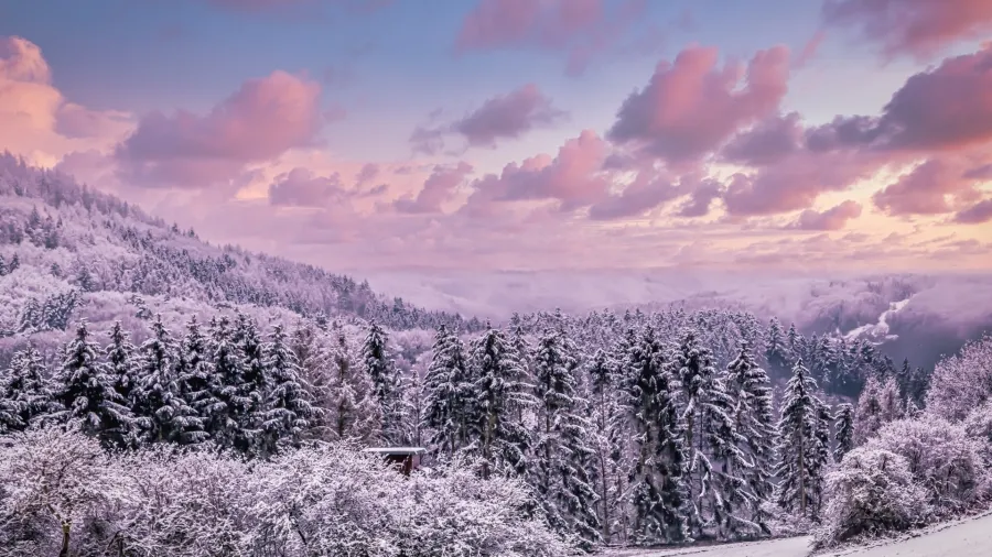 Bieszczady Połoniny zimą dzika przyroda