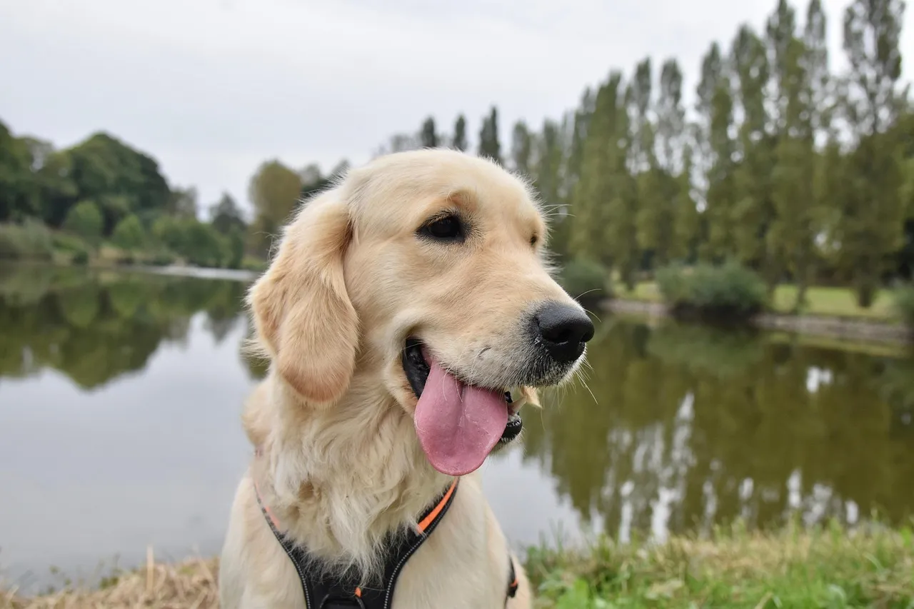 Szczęśliwy golden retriever z językiem na wierzchu, cieszący się spacerem nad jeziorem. Zastanawiasz się, jak szybko rośnie golden retriever? Ten młody piesek jest dowodem na to, że rosną w oczach!