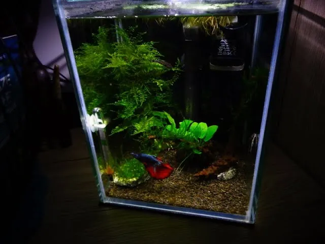 Nano akwarium 10l z krewetkami lub bojownikiem