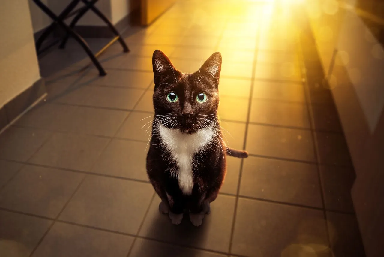 niebezpieczne jedzenie dla kota