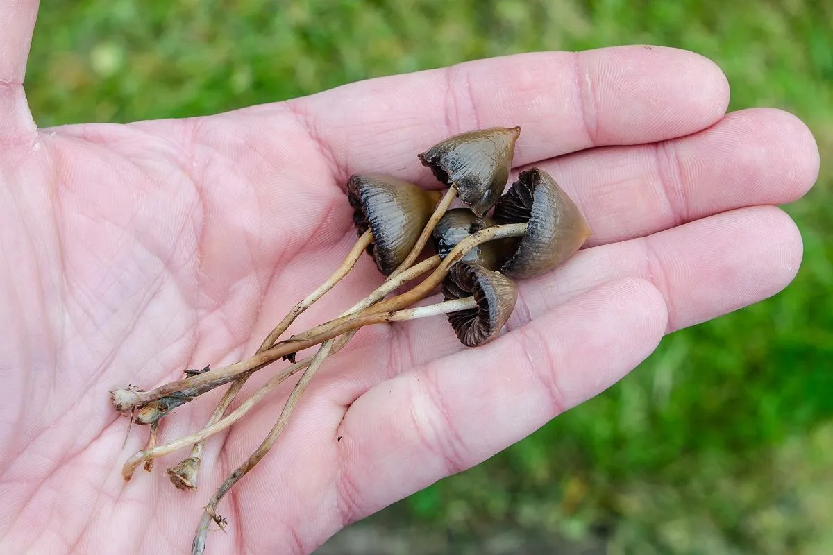 Łysiczka lancetowata Psilocybe semilanceata identyfikacja