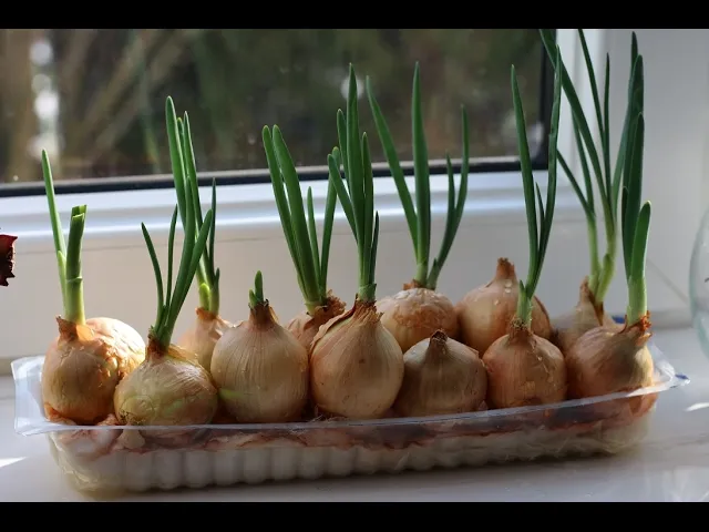 domowa uprawa szczypiorku z cebuli na parapecie
