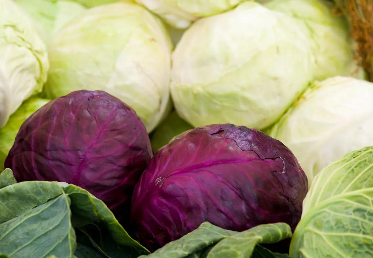 cienka poszatkowana czerwona kapusta