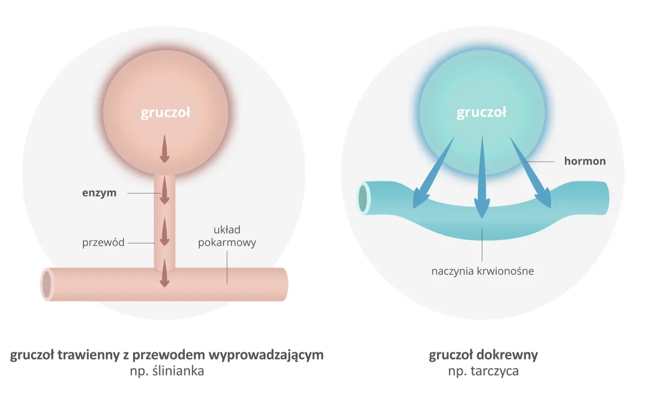 Gruczoły zewnątrzwydzielnicze i wewnątrzwydzielnicze schemat
