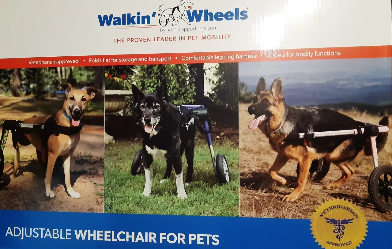 jak mierzyć psa do w&oacute;zka inwalidzkiego